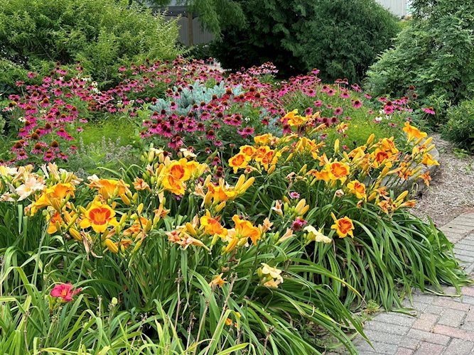 daylilly and coneflowers at Designer Landscapes